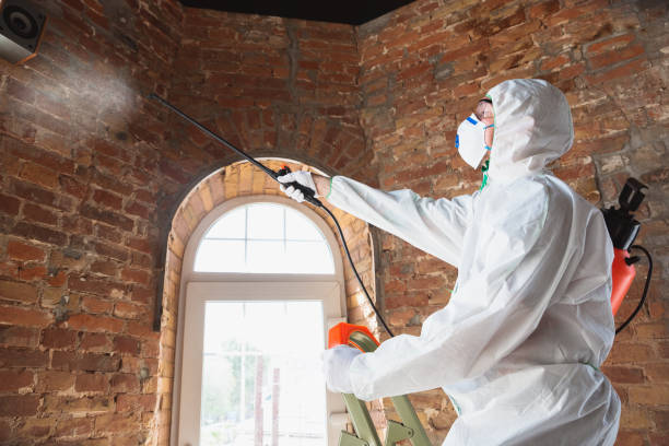 Environmental Consulting for Mold Prevention